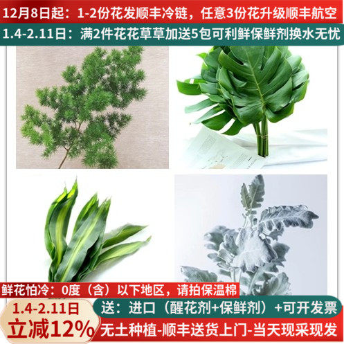 散尾葵天使叶巴西叶蓬莱松龟背叶栀子叶羊齿昆明斗南鲜花配草包邮,鲜花速递/花卉仿真/绿植园艺,花材,淘宝优惠券,粉丝福利购,淘宝优惠卷