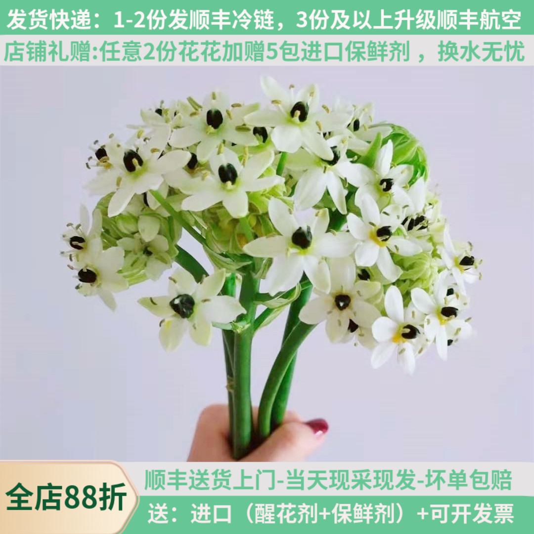 天鹅绒伯利恒之星鲜花空运包邮