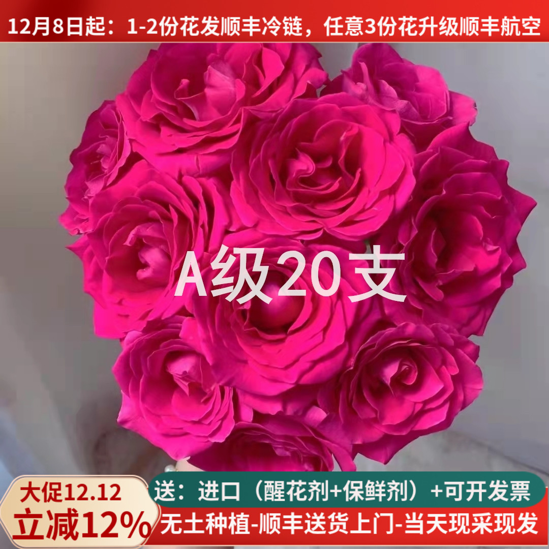A级玫瑰佛洛依德云南鲜切花