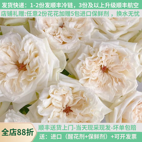 A级白荔枝玫瑰花云南鲜花
