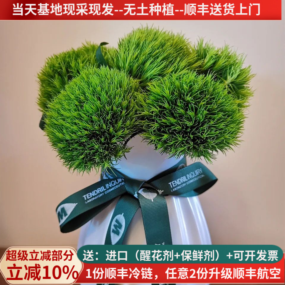 绿毛球绿色鲜花云南昆明基地直发