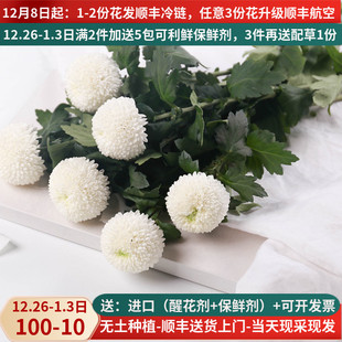 乒乓菊真花昆明花卉市场鲜花斗南直发新鲜花束插花水养云南基地