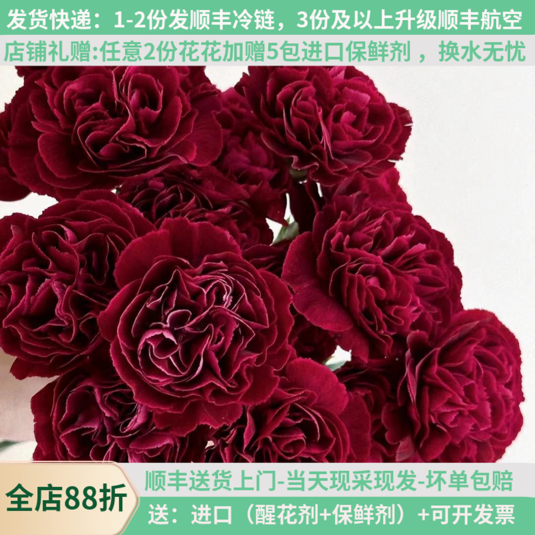 稀有新品康乃馨集合多色可选