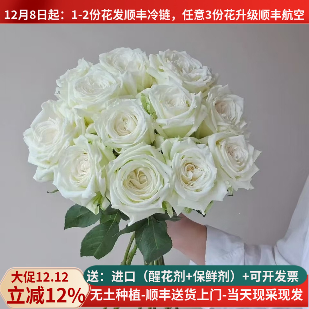大花坦尼克白玫瑰有香味顺丰