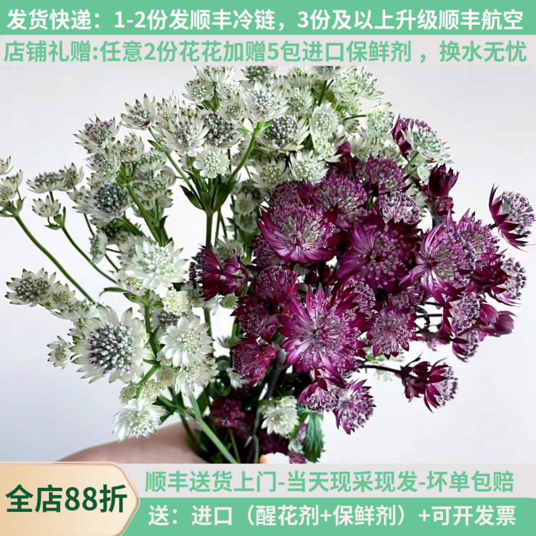 进口鲜花材星芹云南昆明斗南鲜花市场基地直发家用水培插花束白紫