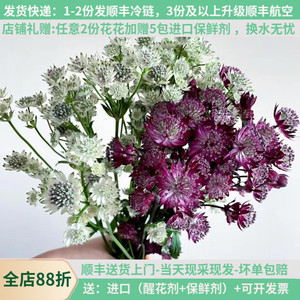 进口鲜花材星芹云南昆明斗南鲜花市场基地直发家用水培插花束白紫