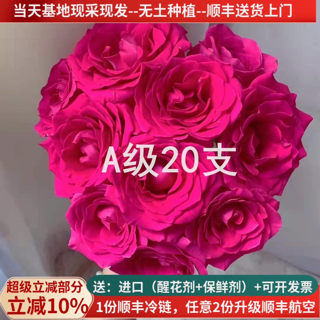 A级玫瑰佛洛依德云南鲜切花
