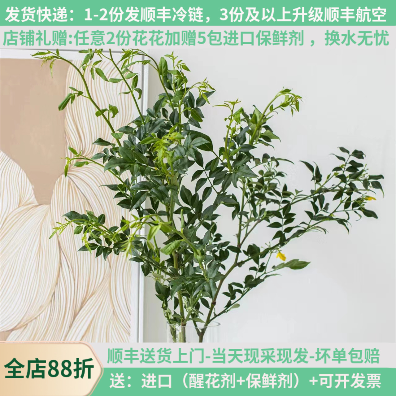 九星叶可开花鲜切花配叶基地直发图片