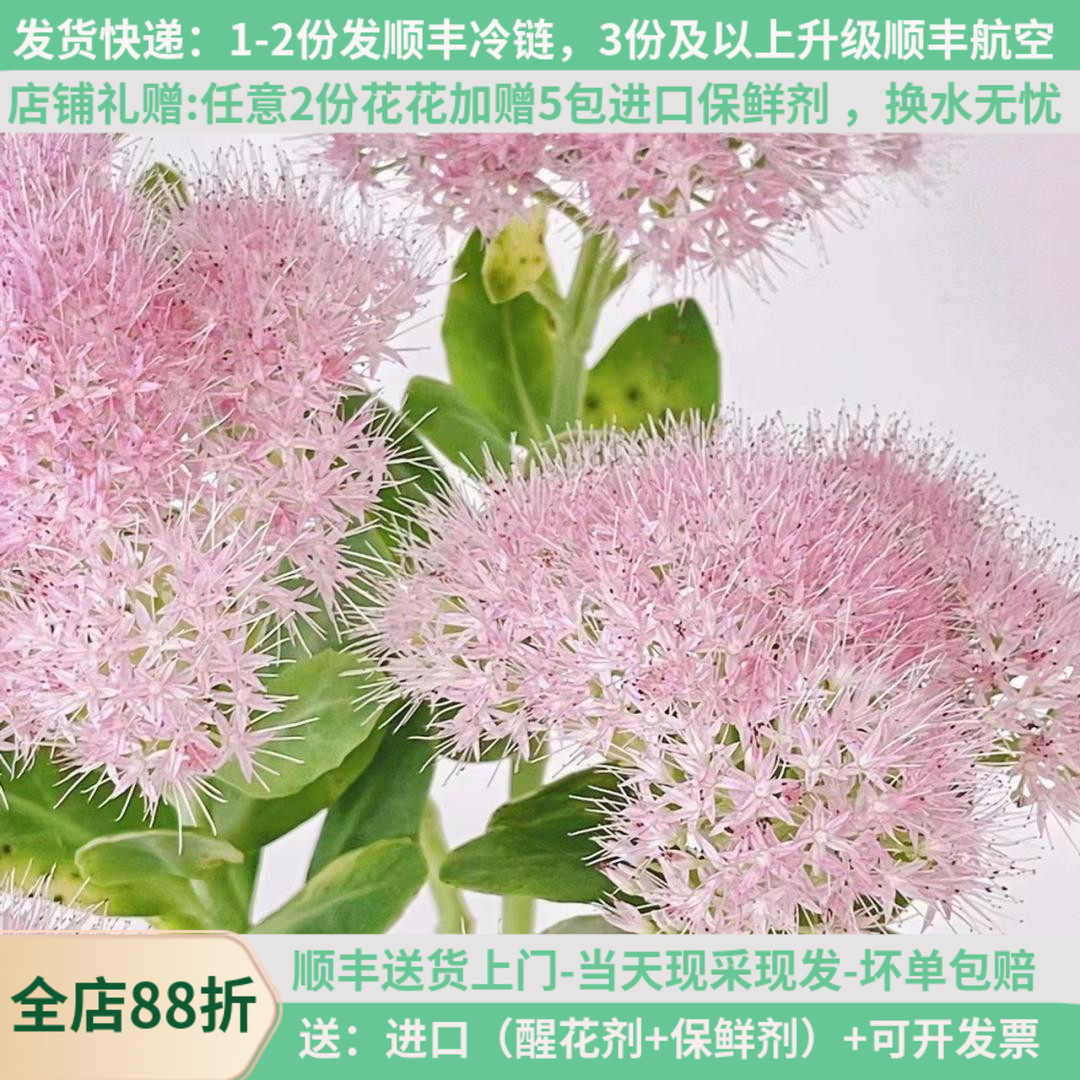 鲜花景天白粉,花期长,当天采摘