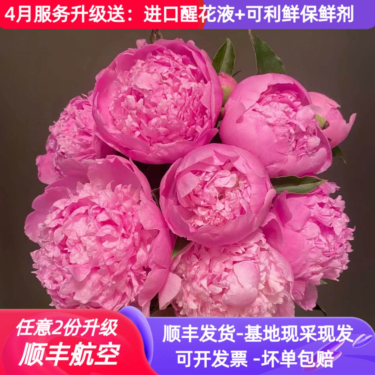 进口重瓣芍药合集，多色可选顺丰