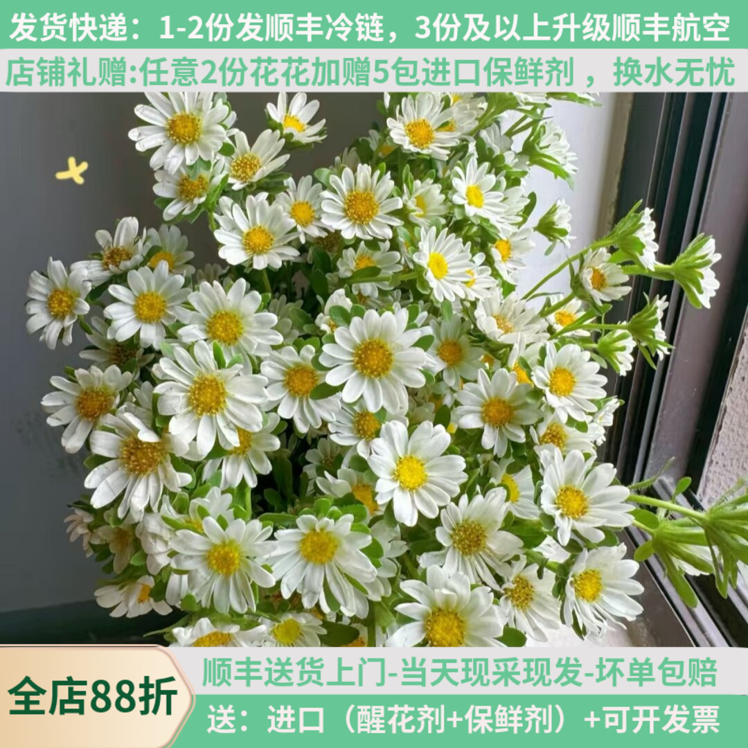 玛格丽特迷你菊新鲜顺丰