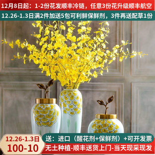 跳舞兰文心兰云南昆明基地直发黄色柠檬黄斗南花市云南花卉鲜花