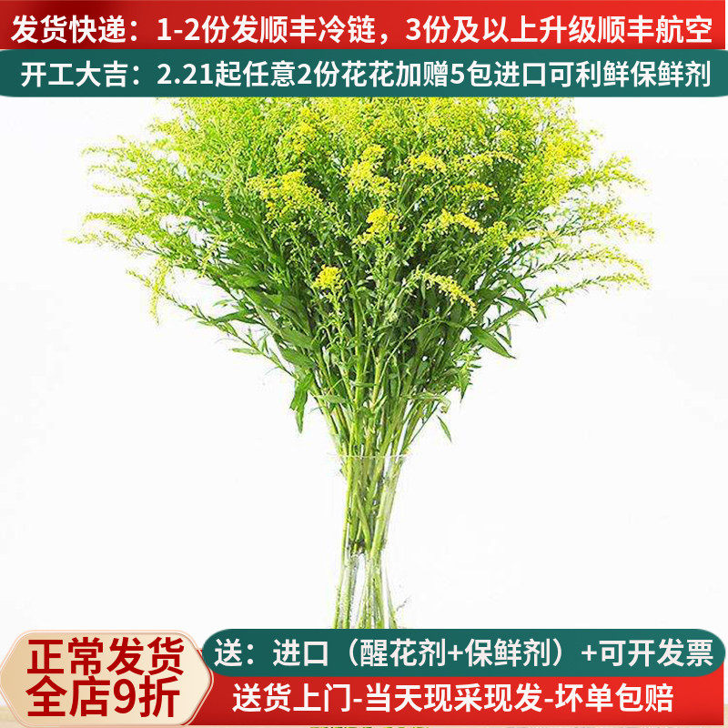 黄莺草鲜花云南直发直批家用基地直供昆明花卉市场婚庆配草