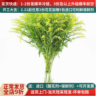 黄莺草鲜花云南直发直批家用基地直供昆明花卉市场婚庆配草