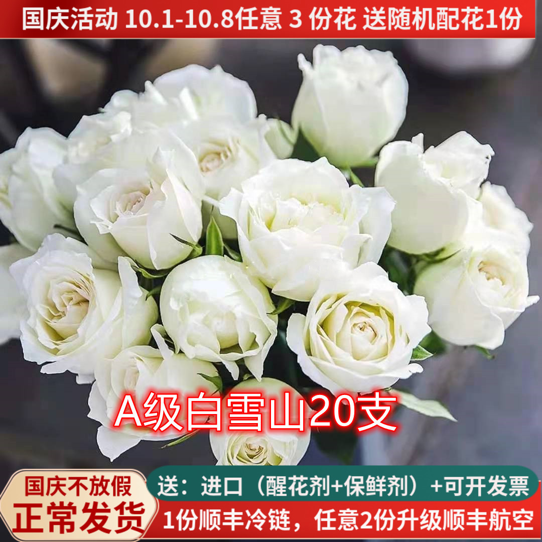 A级白雪山玫瑰鲜切花白色大花云南基地自发直批婚礼昆明斗南直供