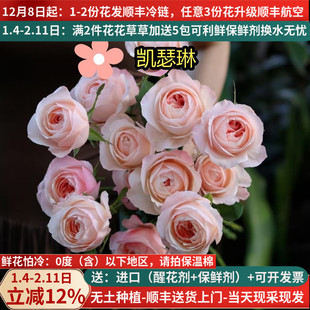 稀有A级玫瑰花洛神雪山高原红云南鲜花基地直发斗南市场插花真花