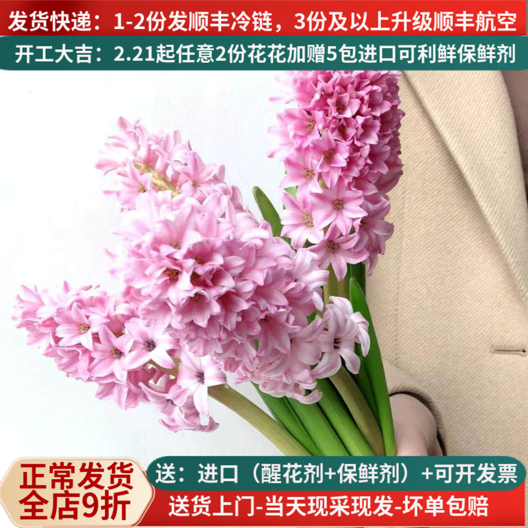 言选进口花材风信子【沉静的爱】