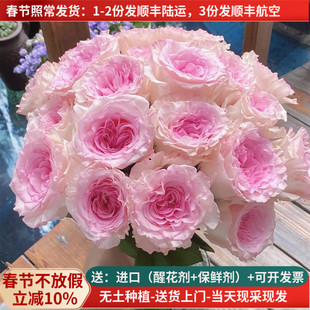 A级洛神玫瑰花云南鲜花基地直发家用水养插花束教师节中秋顺丰粉