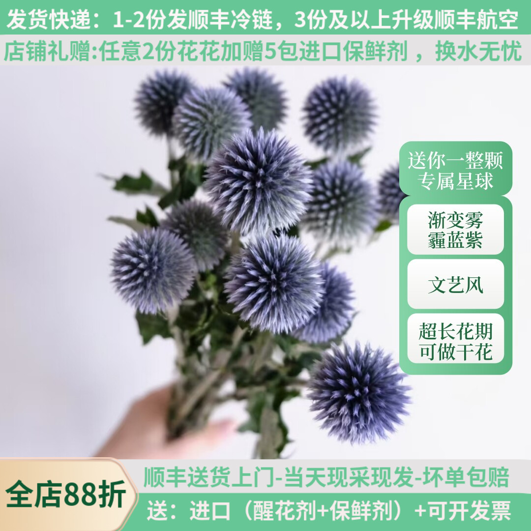 蓝星球水培花材斗南直发顺丰包邮