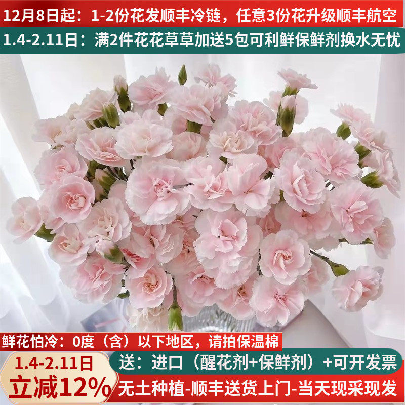 太子妃多头康乃馨鲜花云南昆明基地直发直批斗南市场康奶馨粉色,鲜花速递/花卉仿真/绿植园艺,花材,淘宝优惠券,粉丝福利购,淘宝优惠卷