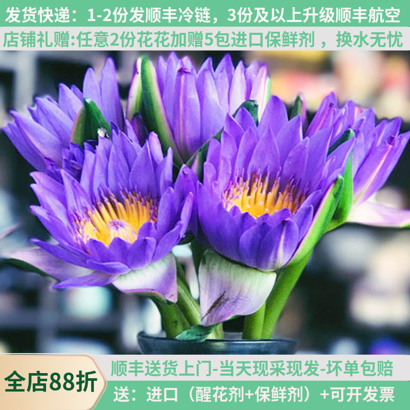 紫色睡莲鲜花花束10支带花苞水养室内云南直发直批昆明花卉市场