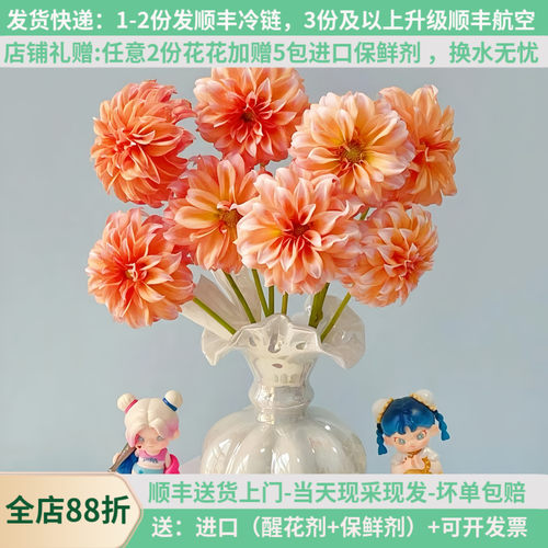 云尚花园大丽花奶油桃子新鲜大