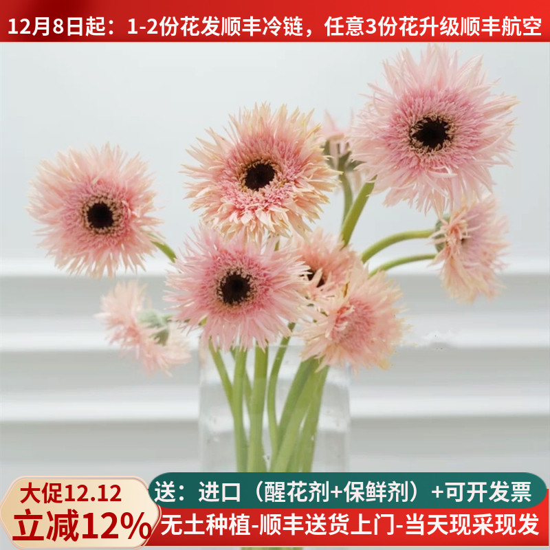 拉丝菊非洲菊多色基地直发