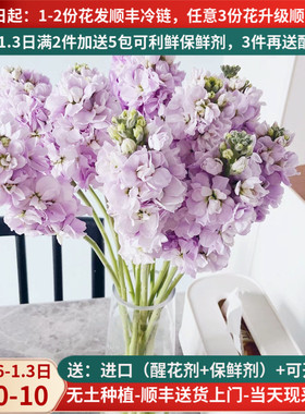 鲜花重瓣紫罗兰切花云南基地直发斗南市场家用水养插花束白粉顺丰