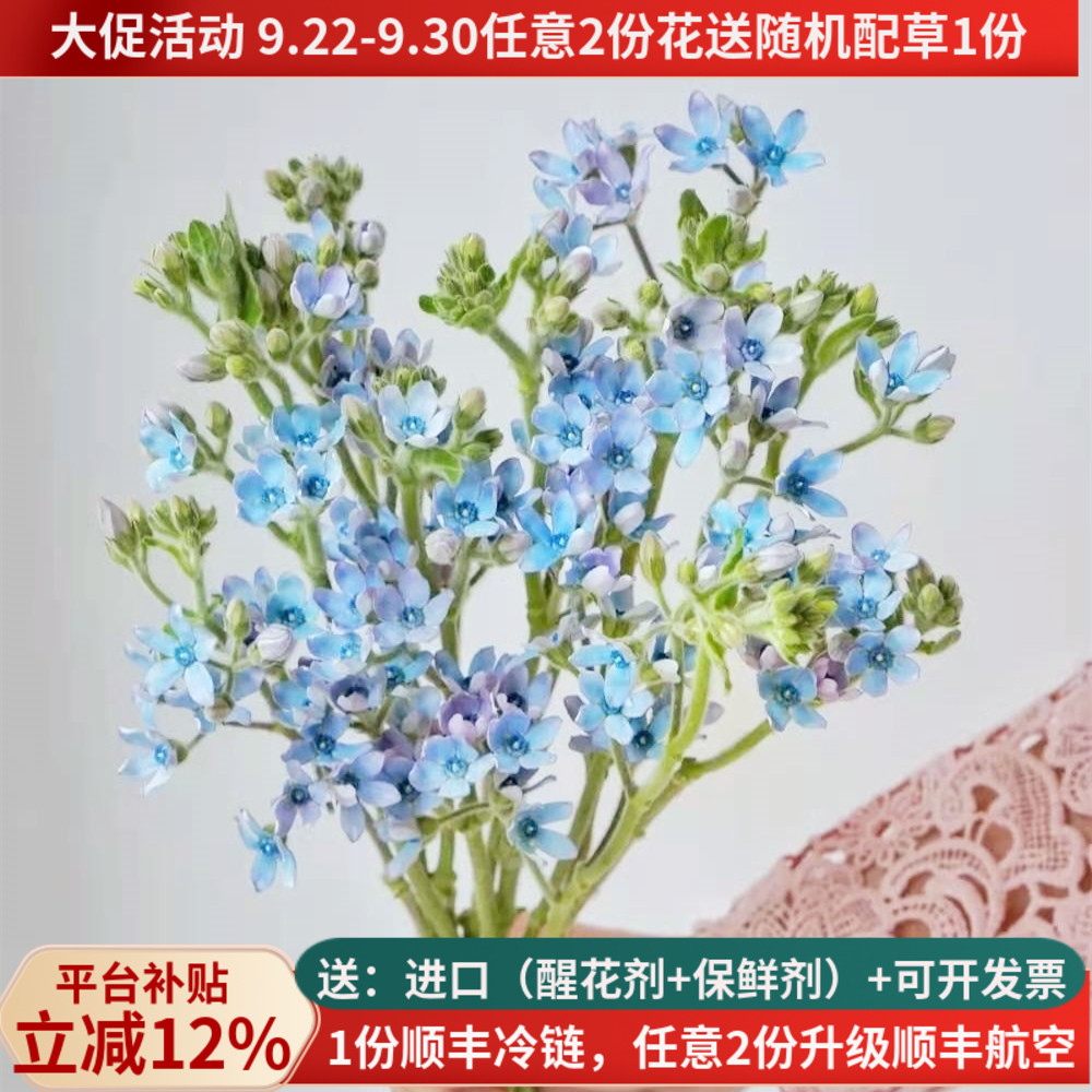 蓝星花神仙级配花教师节首选