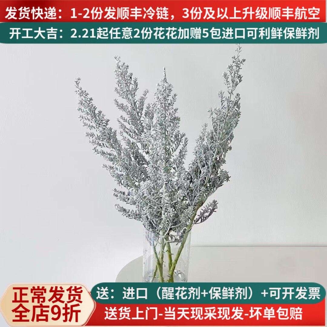 鲜花地肤草云南昆明基地斗南市场直发高级银色家用插花束水培顺丰