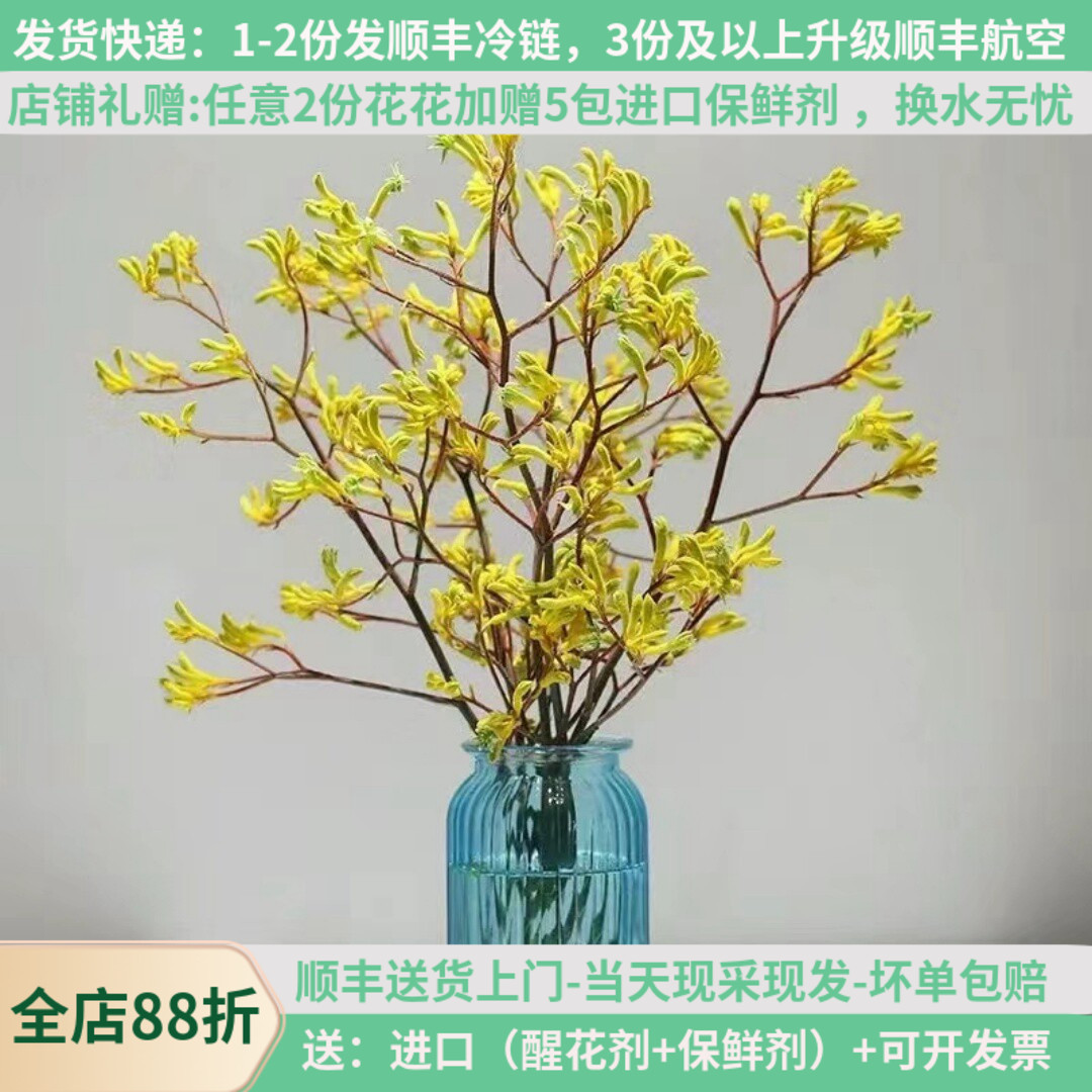袋鼠爪小众花材可做干花