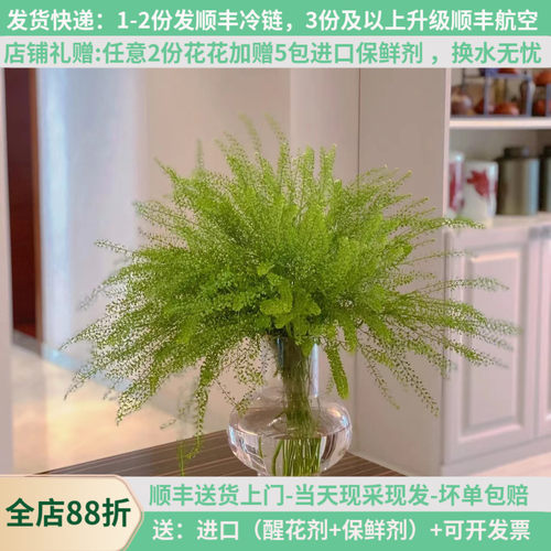 配草首选绿灵草基地直发顺丰