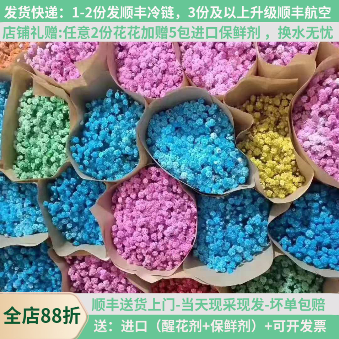 斗南基地直发满天星鲜切花彩色