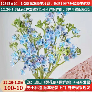 蓝星蓝心兰星花鲜切花母亲花束婚礼花艺昆明斗南基地直发航空 包邮