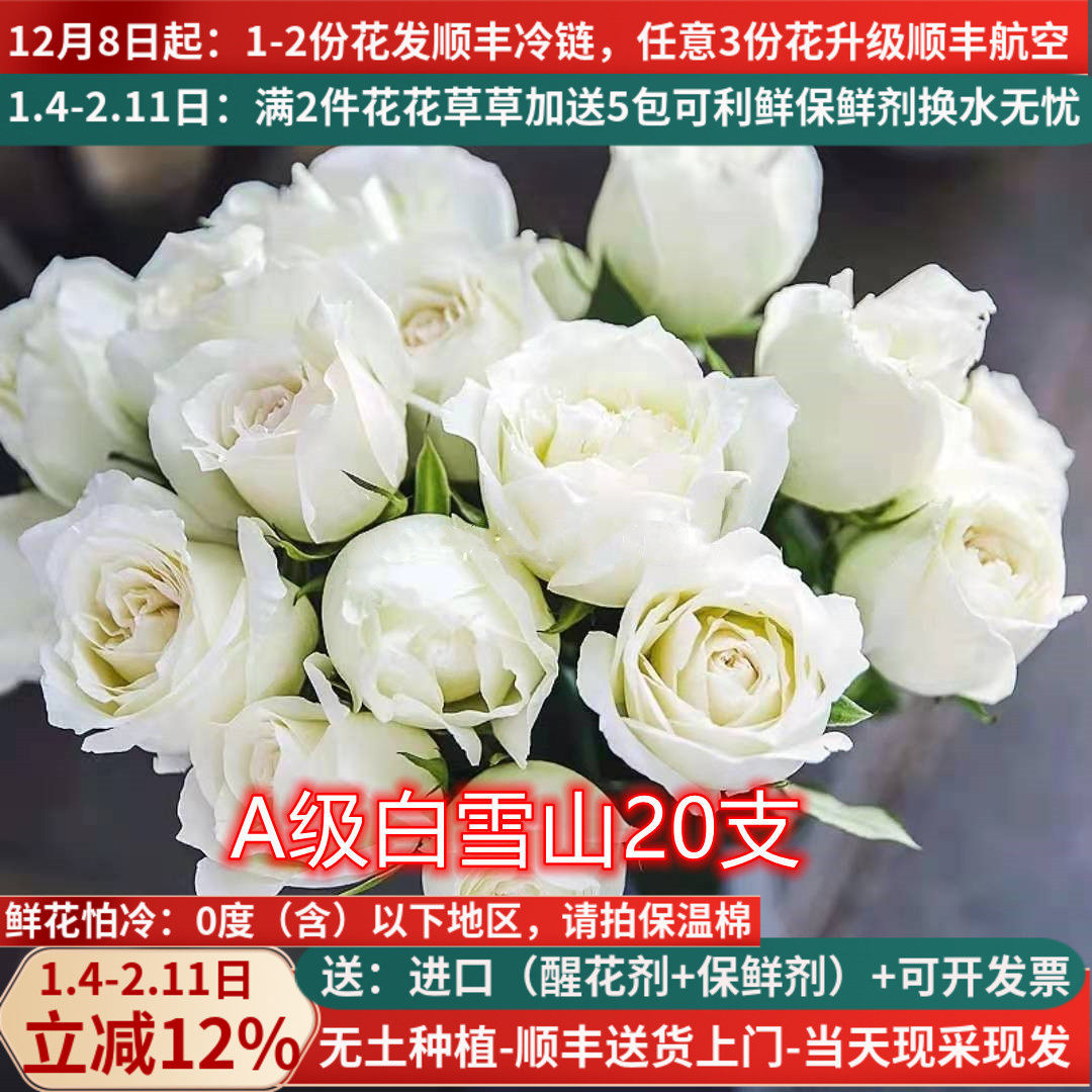 A级白雪山玫瑰鲜切花白色大花云南基地自发直批婚礼昆明斗南直供