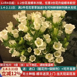 鲜花云南直发风铃草铃铛鲜花速递插花昆明斗南市场水养花束家用