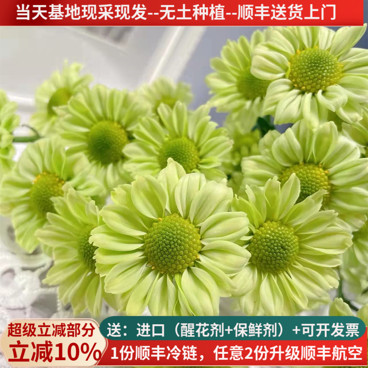 鲜花小雏菊抹茶10支云南基地直发