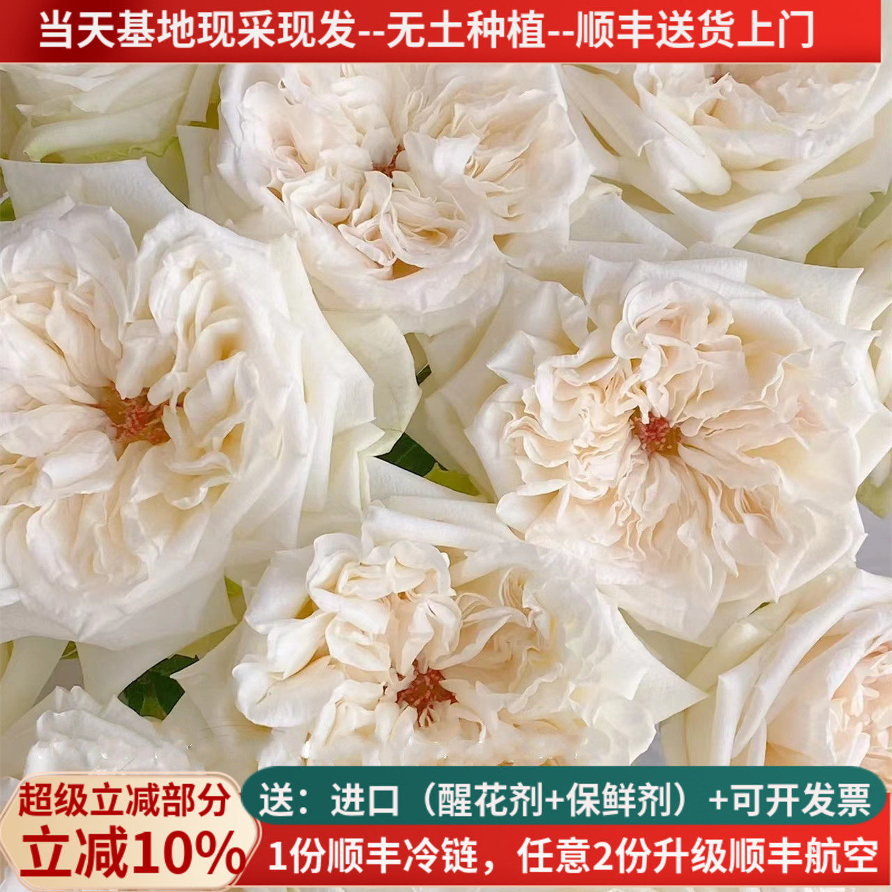 A级白荔枝玫瑰花云南鲜花