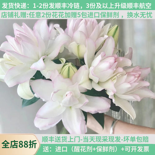稀有重瓣百合冰美人基地直发顺丰