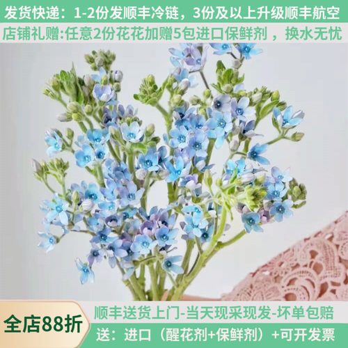 蓝星花神仙级配花教师节首选