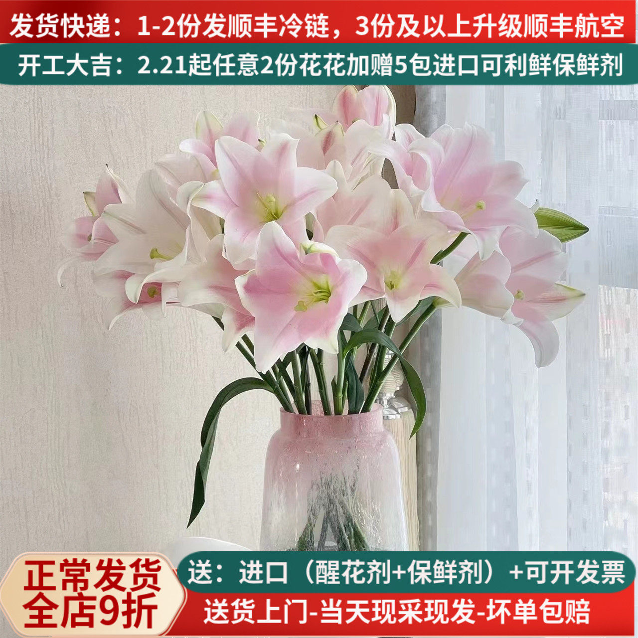 稀有彩铁炮喇叭花淡香