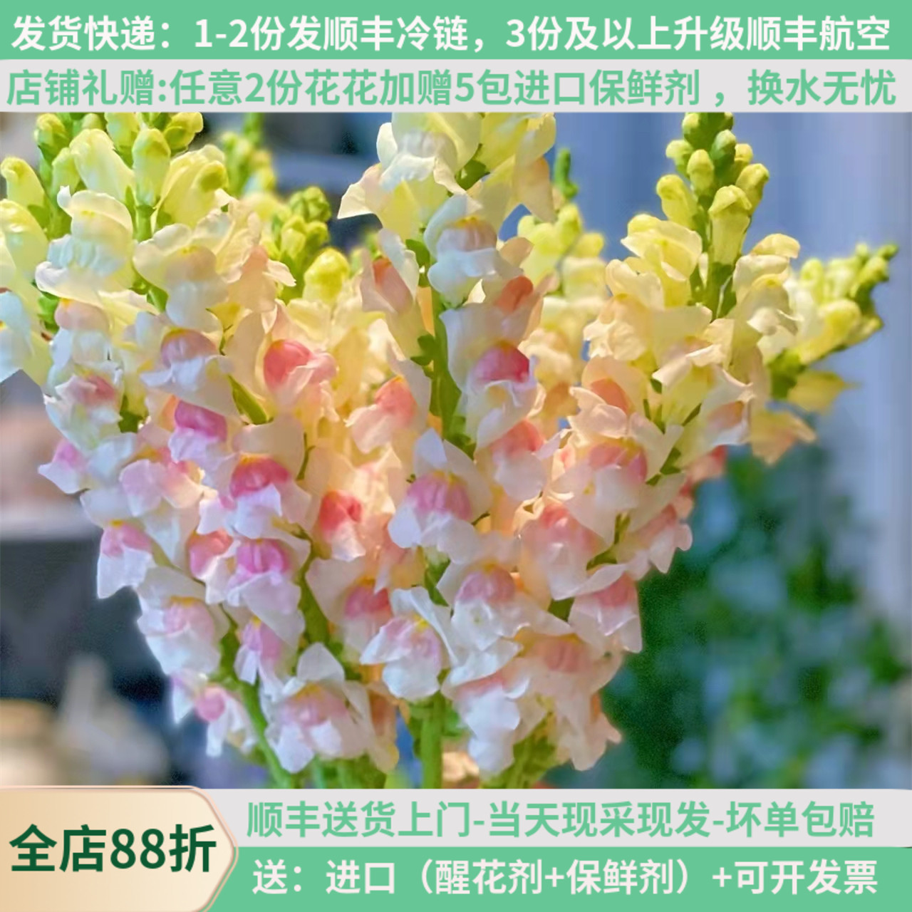 鲜切花金鱼草女神节云南基地直发