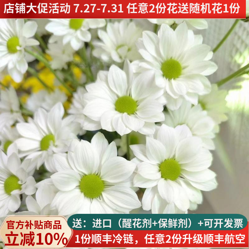 小雏菊白色三文鱼当天采摘花期长