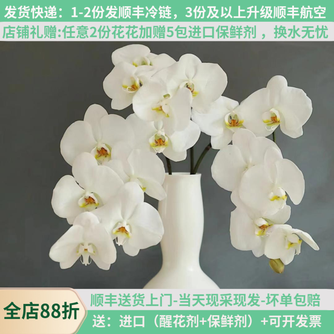 蝴蝶兰水培白色鲜切花顺丰空运