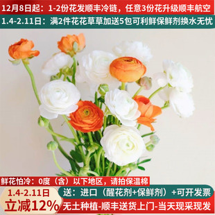 蝴蝶洋牡丹毛茛芍药鲜花云南基地直发昆明斗南直批家用插花水养