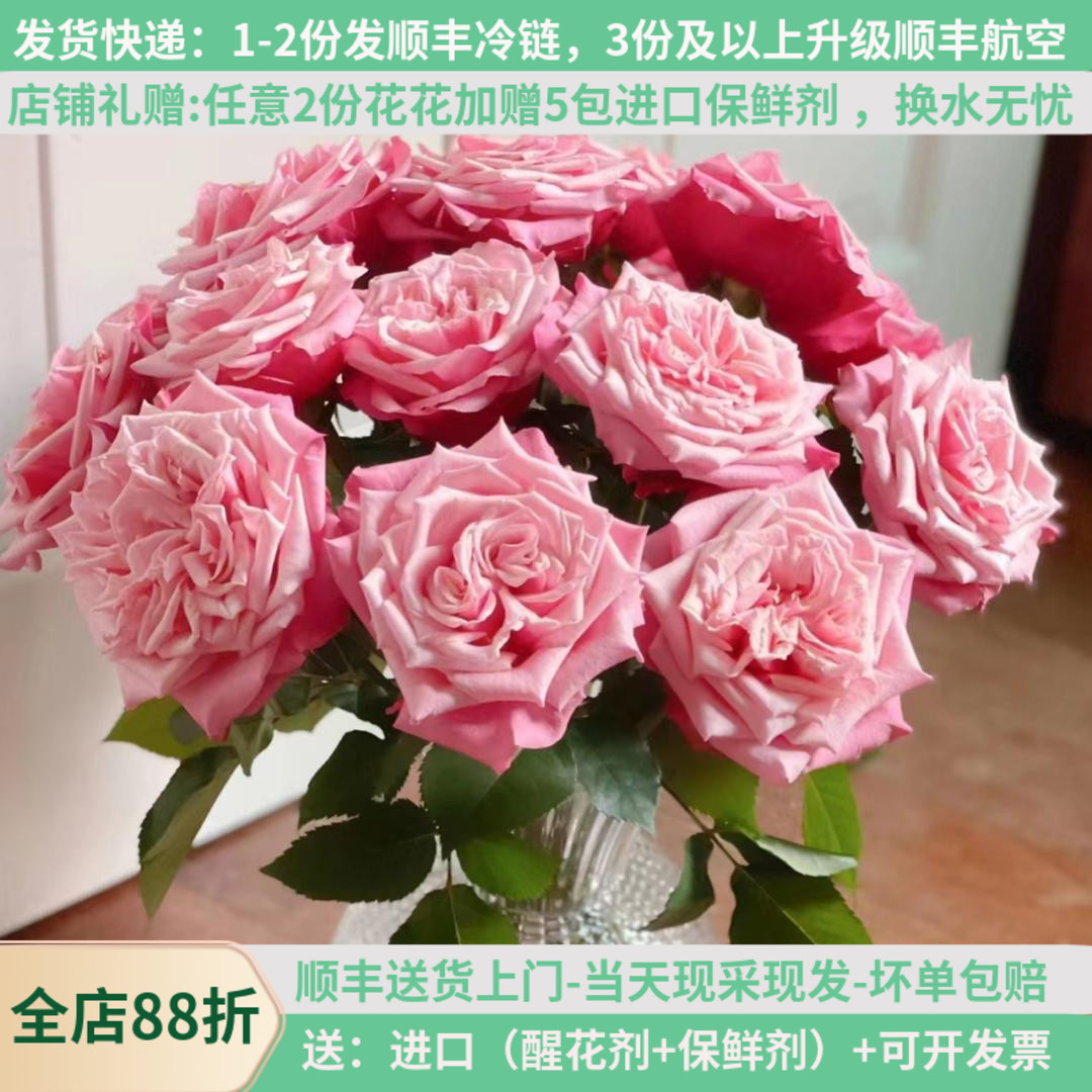 A级稀有奥斯丁花园玫瑰闺蜜顺丰
