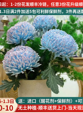 鲜花牡丹菊吸色云南昆明斗南基地市场直发花卉真花室内水培插花束