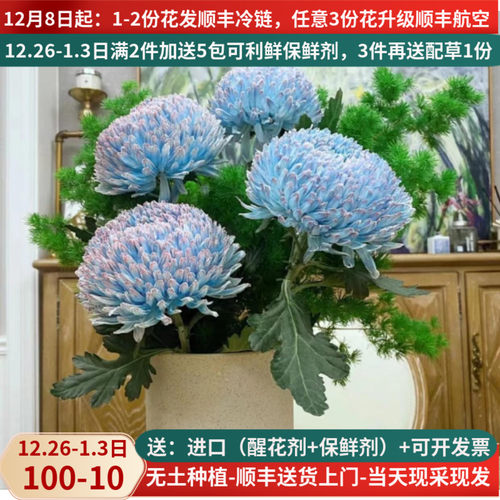 【丰岛基地】牡丹菊-花期长多色-