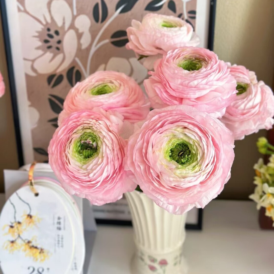 洋牡丹河内樱花鲜花云南直发顺丰
