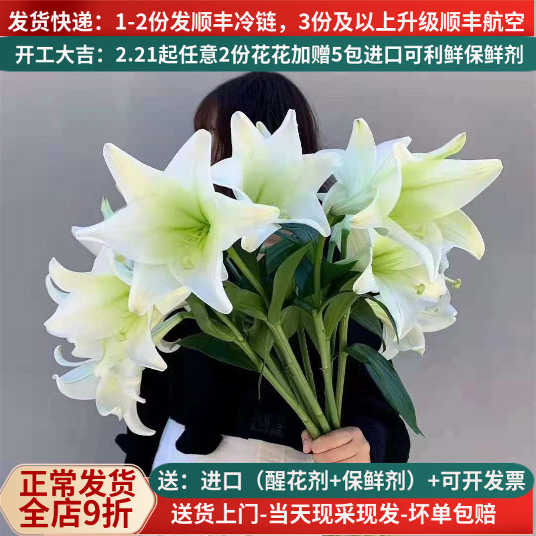 稀有白色亚百合铁炮喇叭花